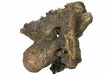 Triceratops Occipital Braincase on Stand - North Dakota #131350-3